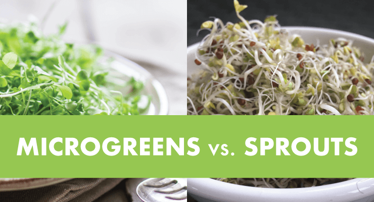Microgreens vs. Sprouts